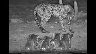 4 Cheetah Cubs And Their Incredible Mother Are A Sight To Behold Full Visit [upl. by Senalda]