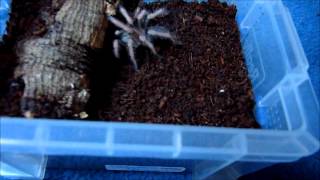 Update July 25th 2012  New molts [upl. by Paulette]