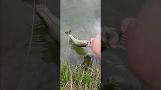 New little pond bassfishing fishing getyourfishon [upl. by Hinckley467]