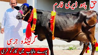 Haq Bahoo Dairy Farm  Garlando Jersey cross cows  Delivery free  24 April 2024 [upl. by Abran]