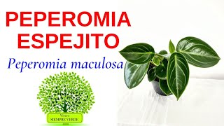 PEPEROMIA ESPEJITO Cuidados fáciles y sencillos Peperomia maculosa [upl. by Teevens]