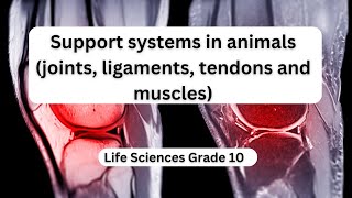 Support systems in animals joints ligaments tendons and muscles [upl. by Drageruaeb576]