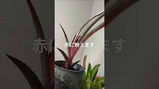 クリプトベルギアお迎え時植え付け 熱帯植物 plantsタンクブロメリア [upl. by Ackerley]