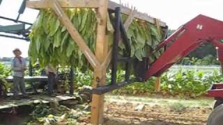 Southside Virginia Burley Tobacco Harvest [upl. by Ahsa]