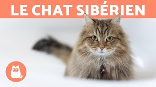 LE CHAT SIBÉRIEN  Caractéristiques soins et santé [upl. by Clie]