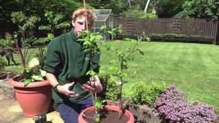 Planting Raspberries In Containers  Jack Shilley [upl. by Monie]