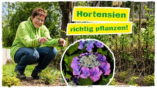 HORTENSIEN PFLANZEN So gelingt‘s garantiert 🌺 [upl. by Tyne738]