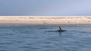 Shark Bites Seal In Half Off Nantucket Island [upl. by Kissie]