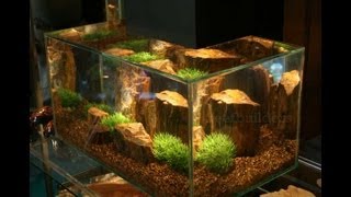 Aquascaping my Fluval Edge 23l Amano Planted Tank [upl. by Lowry251]