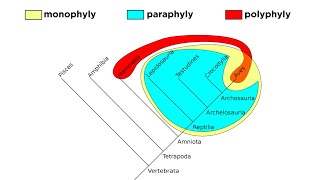 Cladistics Part 2 Monophyly Paraphyly and Polyphyly [upl. by Os673]