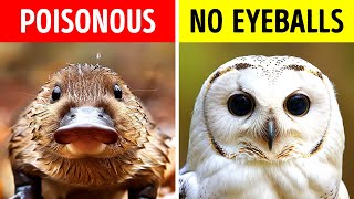 The Wildest Animal Facts Youve Never Heard Of [upl. by Nauwaj]