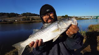 Petaluma River Catch and Cook Striped Bass [upl. by Jaworski]