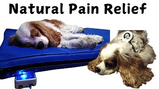 PEMF Therapy for Dogs Natural Pain Relief amp Senior Dog Rehabilitation [upl. by Seravart]