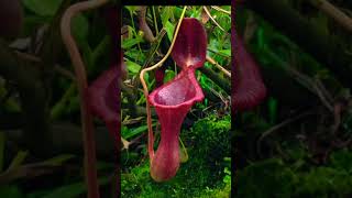 Insectivorous plants ytshorts shorts viralshorts వనజతాతినేని viralvideo youtubeshorts [upl. by Kristof]