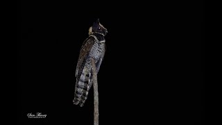 Great EaredNightjar Lyncornis macrotis I Cú muỗi mào [upl. by Mozza]