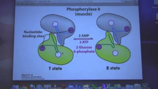 Aherns Biochemistry 25  Glycogen Metabolism I [upl. by Hannasus]