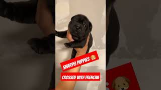 SHARPEI FRENCHIES MOM GOT BREED TO A SHARPEI AND THIS WUT HAPPEN 🤷🏽‍♂️ [upl. by Aritak501]