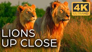 Lions Fight for Territory  Roar of the Wild Ep 2  4K UHD Documentary [upl. by Alderman]