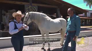 Caballo Opulento IV semental de Hacienda rosa morada [upl. by Eldnar]