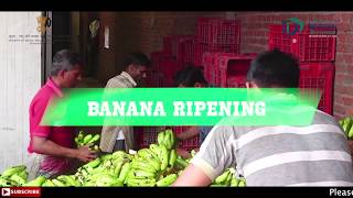 Banana Ripening Process Business  How To Start Banana Ripening Process Business [upl. by Kenwrick]