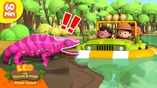 SAVE THE COLOURCHANGING CHAMELEON 😱  Exotic Reptiles  Leo the Wildlife Ranger  Kids Cartoons [upl. by Nirtak634]