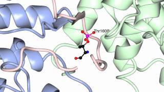 Cyclin dependent kinases and their activators [upl. by Ocko]