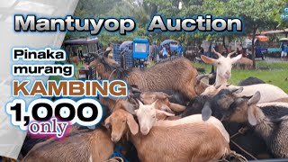 Murang Kambing sa Probinsya ng Siaton [upl. by Aleacim]