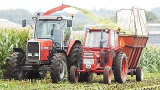 Massey Ferguson 3125 in the field chopping corn w Taarup 101 Forage Harvester  Maize Season 2022 [upl. by Ester]