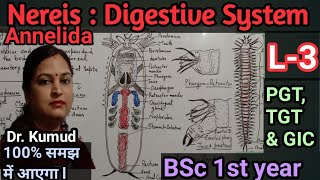 NereisDigestive System of NereisL3BSc 1st Year ZoologyTGTPGTGICDr Kumud STD Biology [upl. by Orpheus]