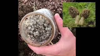 Inoculating Morchella Spawn Outdoors Morel Mushroom Experiment 2020 Mycology video [upl. by Missi598]