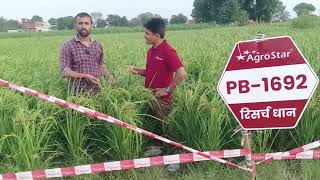 Agrostar company ka 1692 paddy seed agrostar farming viralvideo [upl. by Greenleaf]