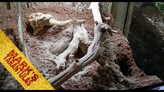 Monocentropus Balfouri Communal Enclosure Setup [upl. by Gnurt]