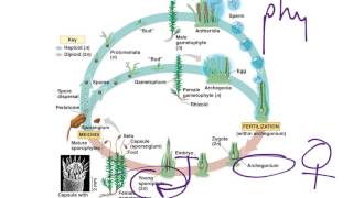 Moss Life Cycle [upl. by Mufi108]