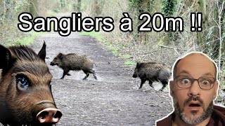 Sangliers Enormes en Panique  😱 Panicked Wild Boars [upl. by Kreg455]