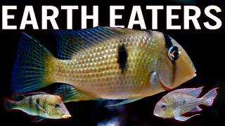 EarthEating Cichlids 8 Species You’ll Want in Your Tank [upl. by Ansev745]