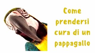 come fare per prendersi cura di un pappagallo 🐥 [upl. by Lau10]