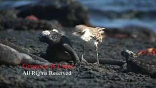 Grooming and Harrasment of Galapagos Marine Iguana [upl. by Aseen]