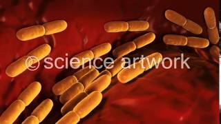 Lactobacillus Bulgaricus Bacteria stock video from science artwork [upl. by Anos]