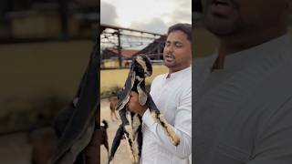 deonar Bakra Mandi Latest Update deonarbakramandi bakramandi ruwhaidshah reels vlogs kota [upl. by Rani]