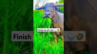 Finish my all rice 🍚🐃🤣😂 comedy funny buffalo shorts [upl. by Doone]