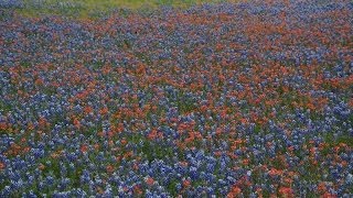 Why Indian paintbrush turned yellowwhite Daphne Richards [upl. by Winther736]