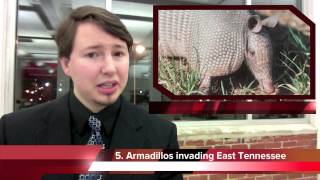 Armadillos invading East Tennessee [upl. by Siladnerb888]