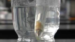 Extracting limonene using liquid carbon dioxide [upl. by Sirret]