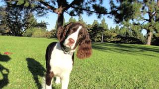 English springer Spaniel [upl. by Emirac]