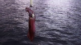 東龍洲遊船河夜釣墨魚Boat Trip  Squid Angling [upl. by Enrobialc]