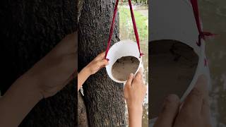 Bird Water Feeder Cleaning Jugaad 😱 ।। Making Bird Feeder Clener shorts cleaning feeder birds [upl. by Durrej]