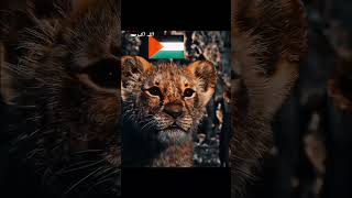 Palestine is tiger🇵🇸💪🏻 sözleri reverb akustik youtube viralshort freepalestine [upl. by Emmott]