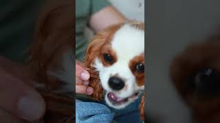 The FASTEST Way to Stop Puppy Biting You [upl. by Alleyne]