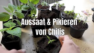 Perfekte Aussaat amp Pikieren von Chili Peperoni Tomate amp Paprika SchrittfürSchrittAnleitung 1 [upl. by Normand814]