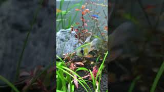 German Blue Balloon Ram Centerpiece Fish in 30 gallon tank aquarium [upl. by Eidolem]